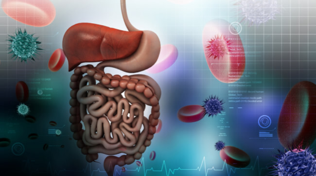 Intestino e o sistema imunológico. Qual a relação e porque se preocupar?